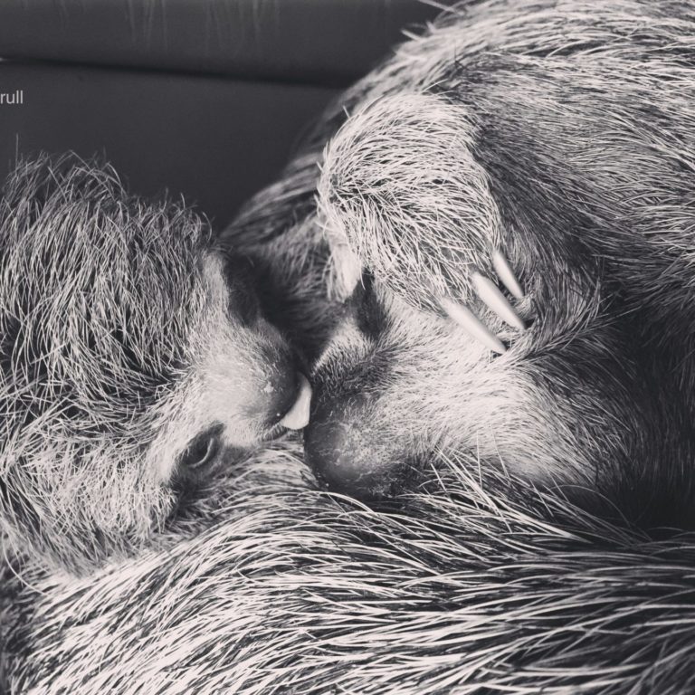 Milena the Sloth and her baby