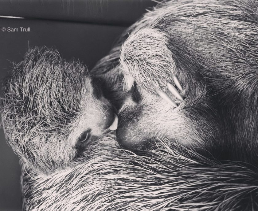 Milena the Sloth and her baby