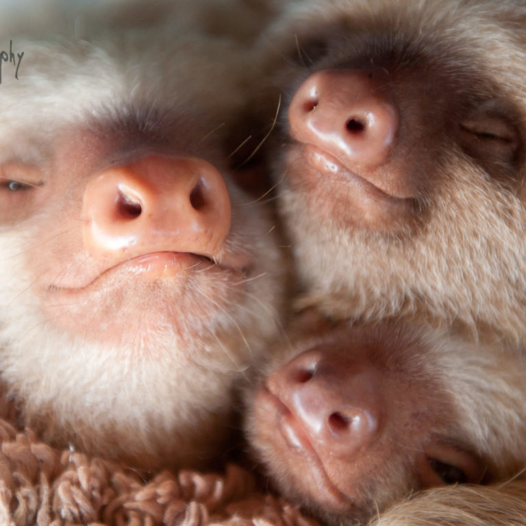 Kermie and Pelota sloths