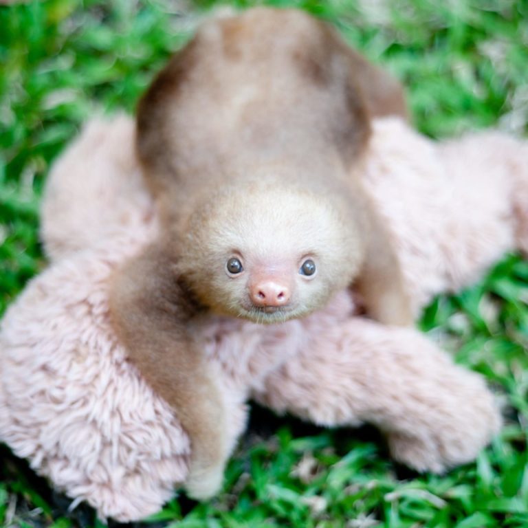 baby sloth