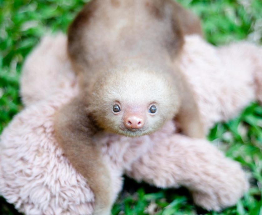 baby sloth