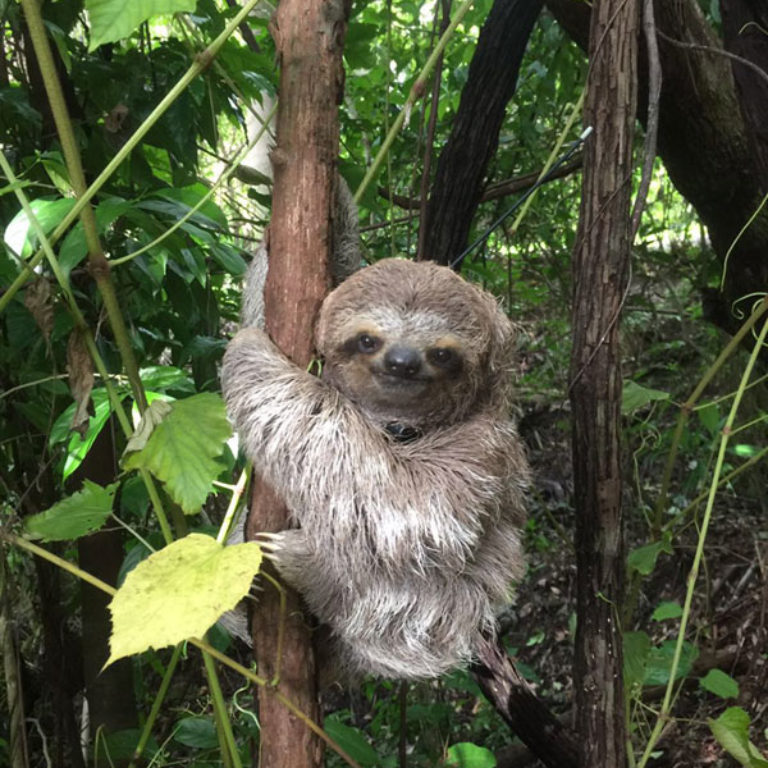 A wild sloth