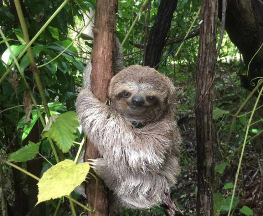 A wild sloth