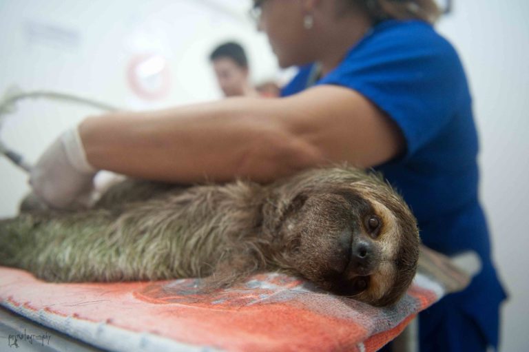 Sloth Mum ready for ultrasound