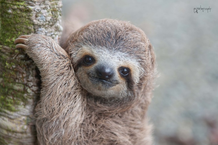 sad baby sloth