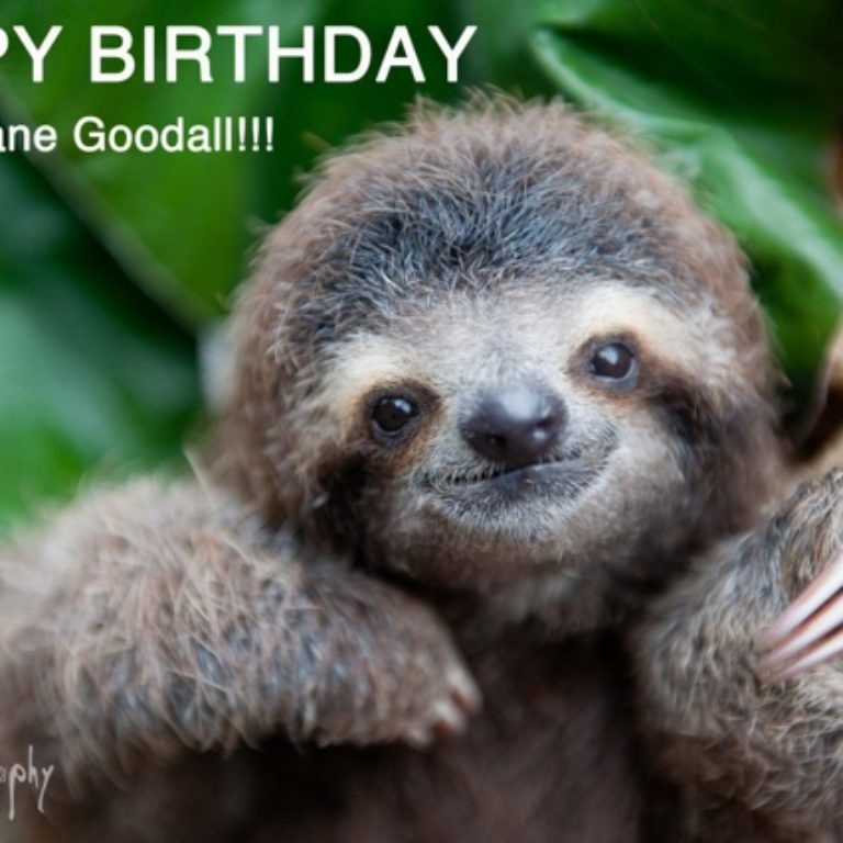 Happy Birthday Dr Jane Goodall