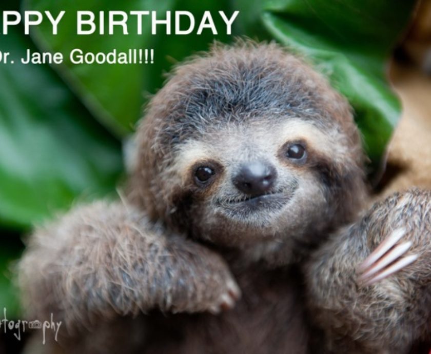 Happy Birthday Dr Jane Goodall