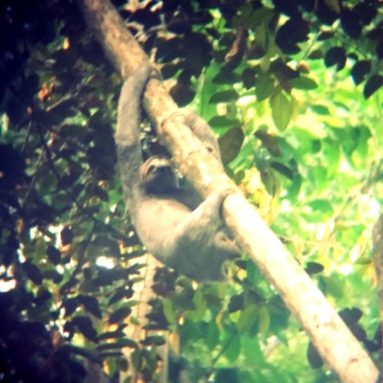 Sloth at Tulemar