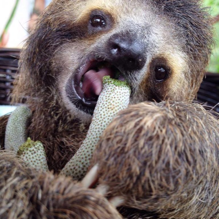 Monster, natures miracle sloth