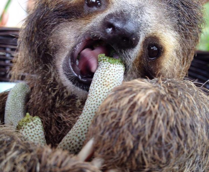 Monster, natures miracle sloth