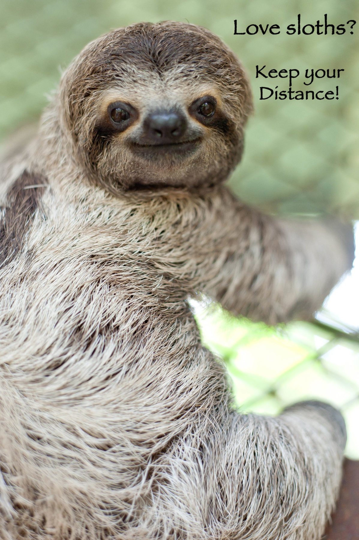 Love Sloths…Keep Your Distance