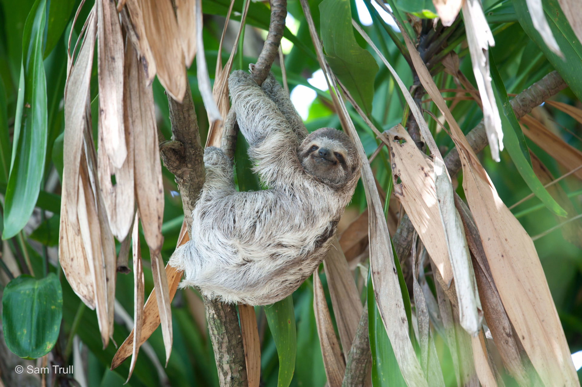 Female 3 toed sloth