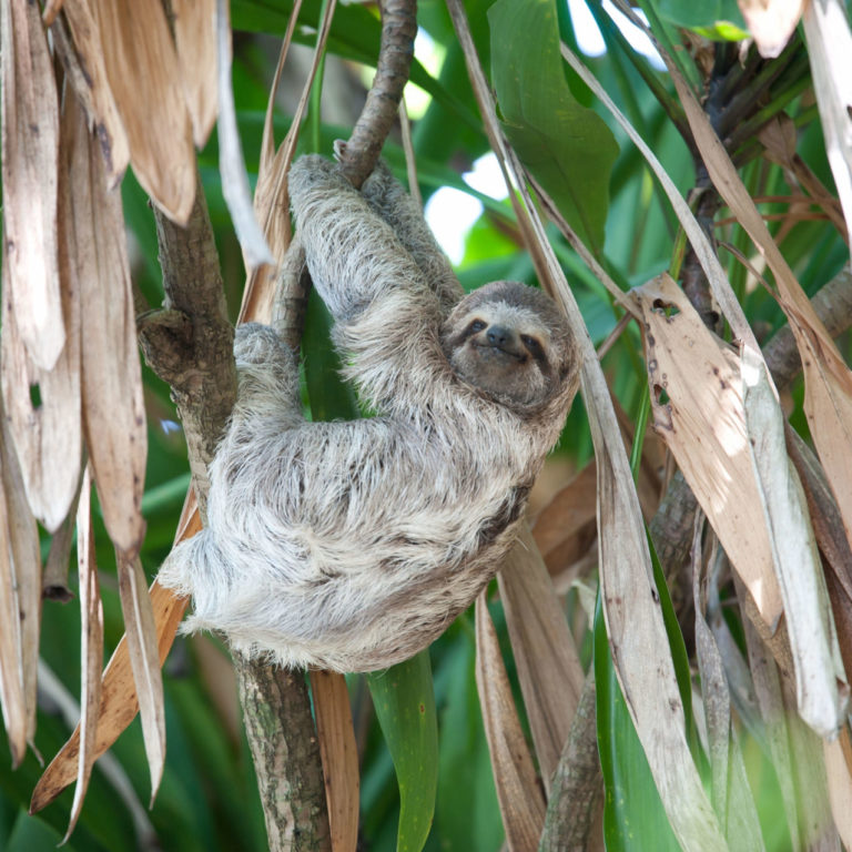 Female 3 toed sloth