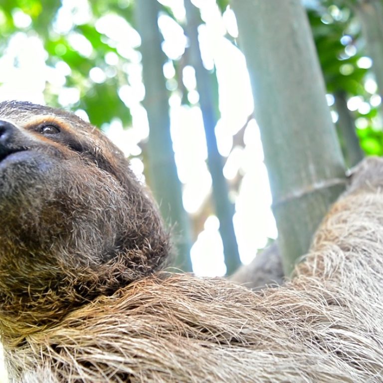 Wild Sloth with Tracking Collar