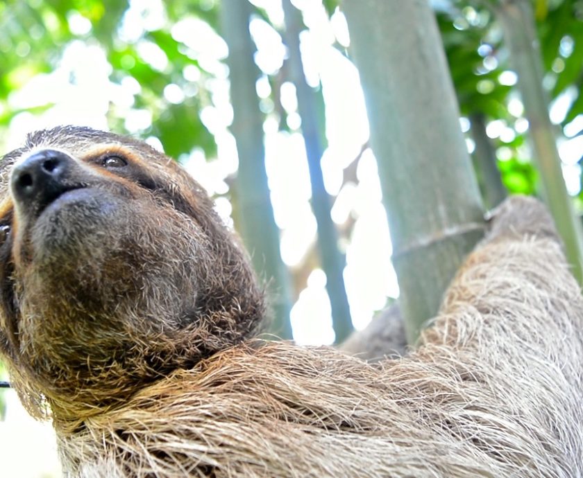 Wild Sloth with Tracking Collar