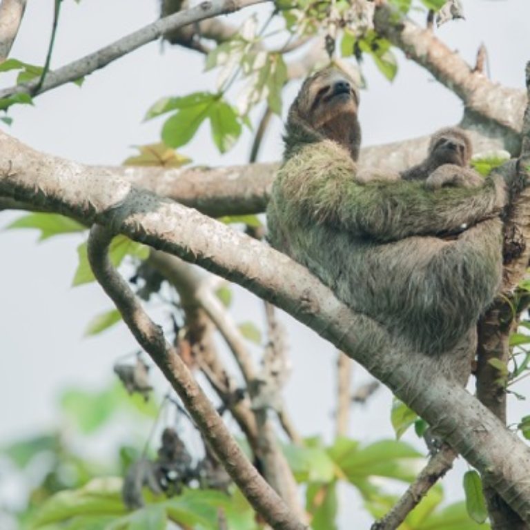 Mom and baby sloth reunited