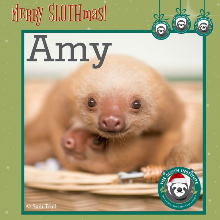 Amy – 12 Days of SLOTHmas