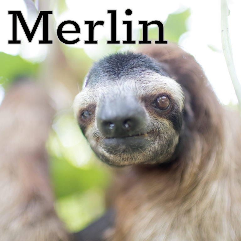 Merlin_new