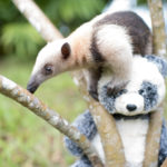 Meet Schumer the Tamandua Anteater!