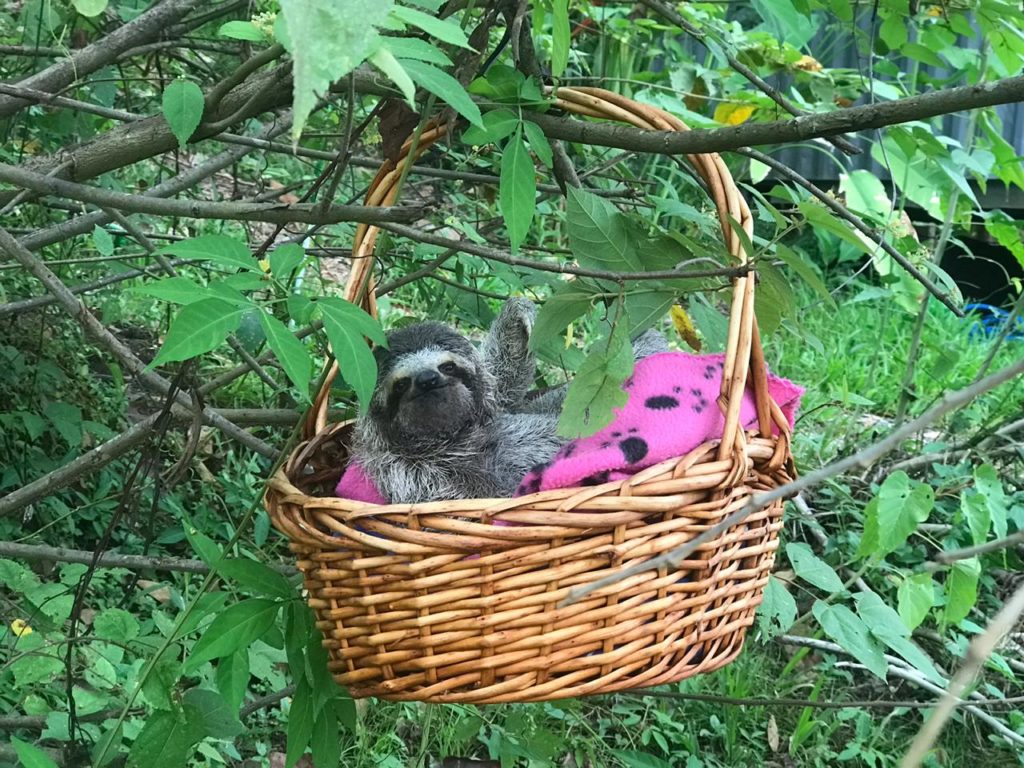 Wall-E sitting in a basket in the tree