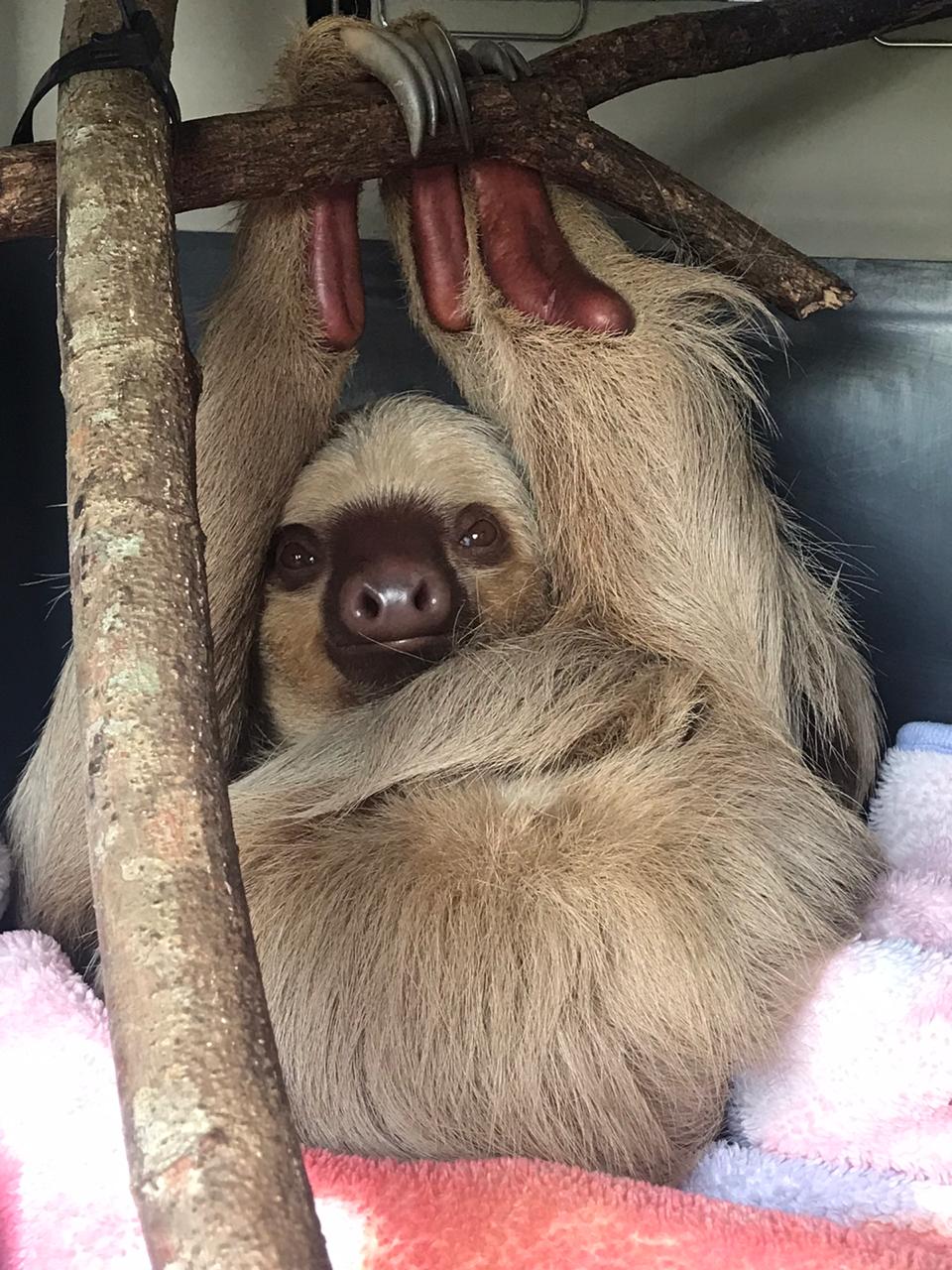 Slash the two-fingered Sloth - The Sloth Institute