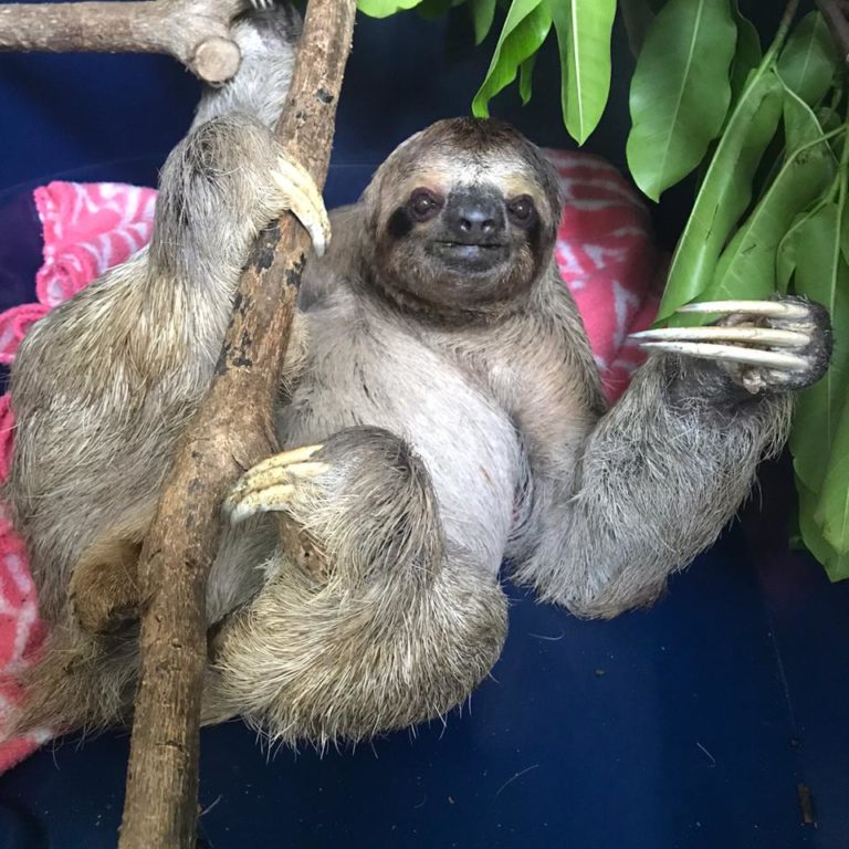 Alan the three-fingered sloth