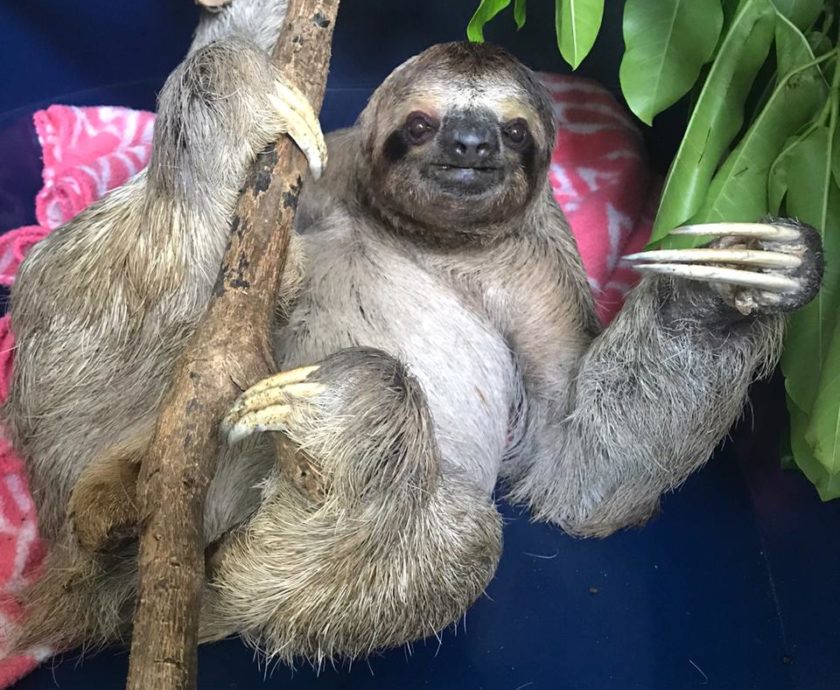 Alan the three-fingered sloth