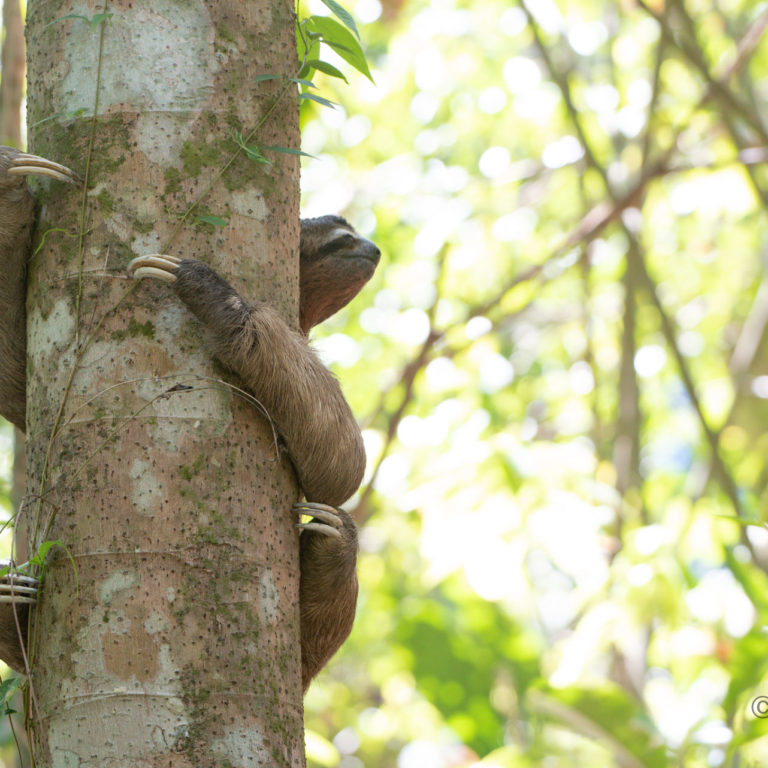 Alan the sloth holding onto a tree