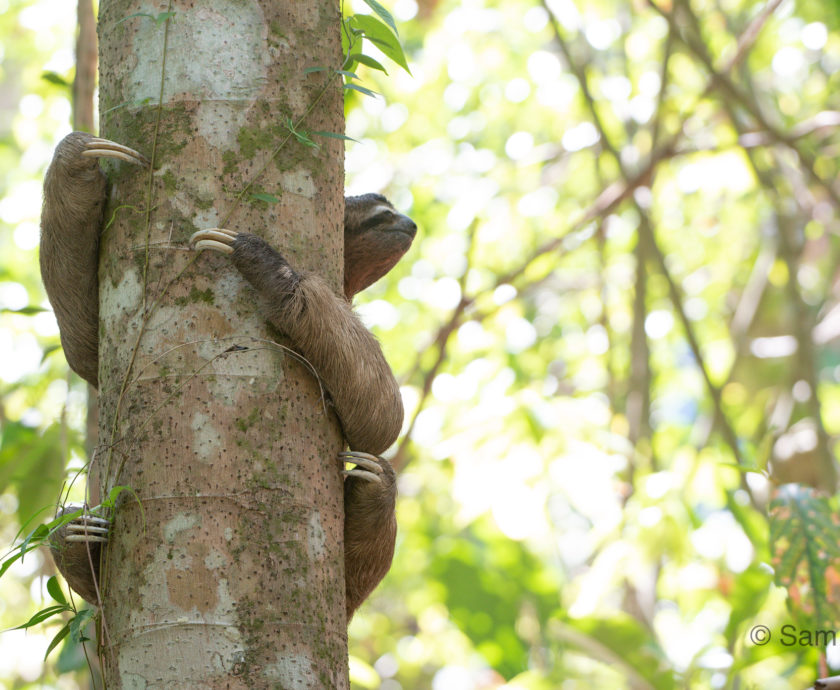 Alan the sloth holding onto a tree