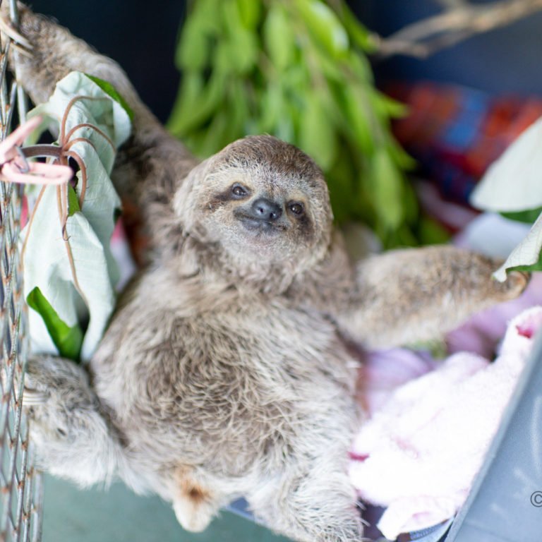 Charlie the three fingered sloth climbing