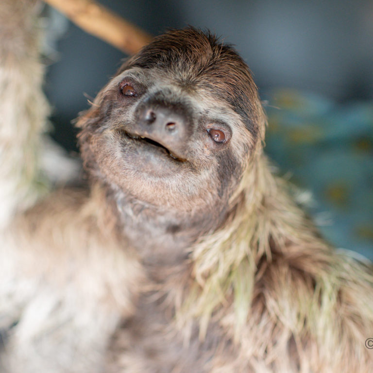 Mildred the three-fingered sloth