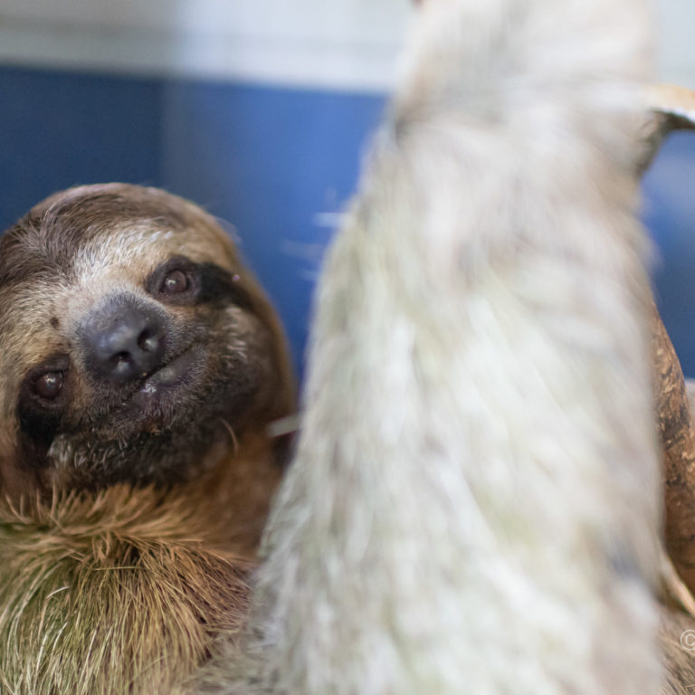 Professor Archimedes the 3-fingered sloth