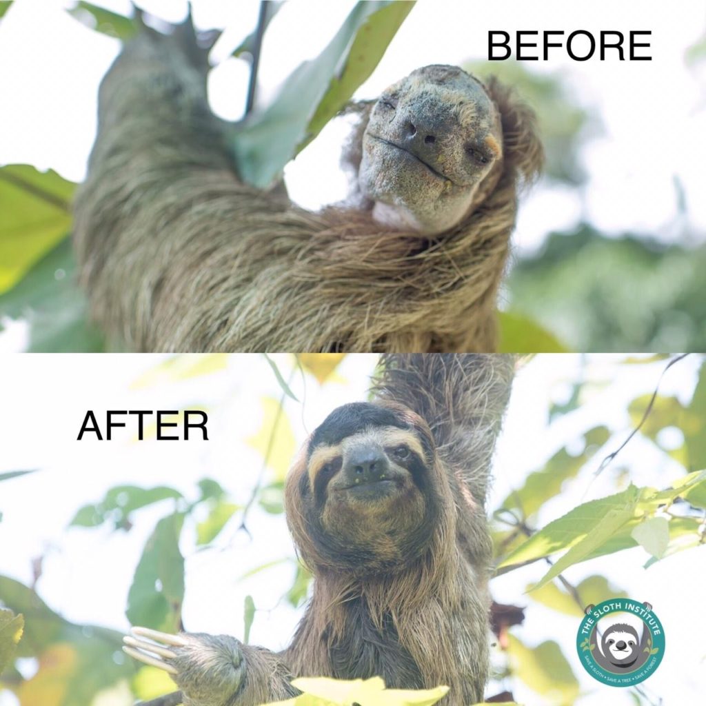 Before and After Photos of Merlin the sloth