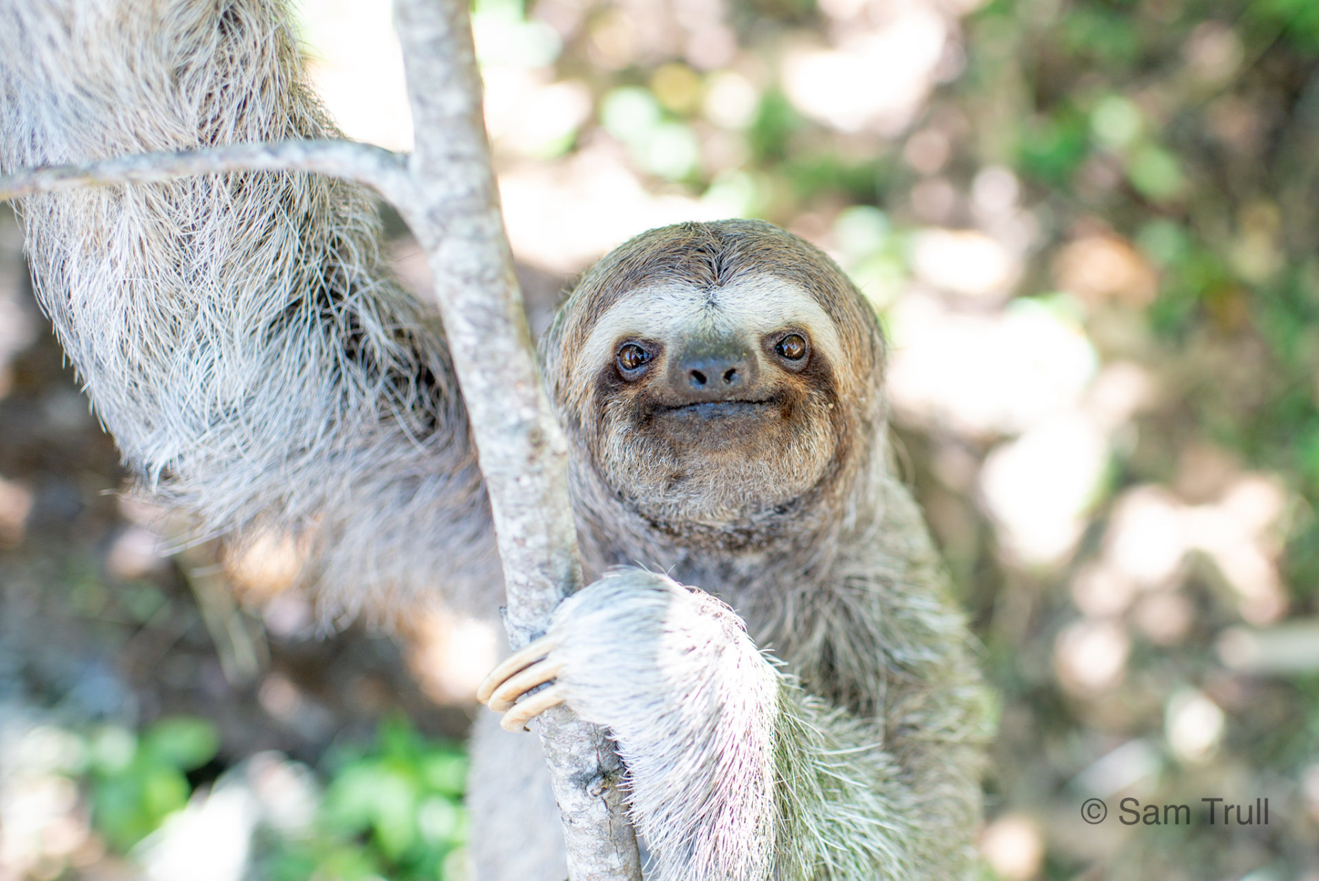 Esperanza the 3-fingered sloth