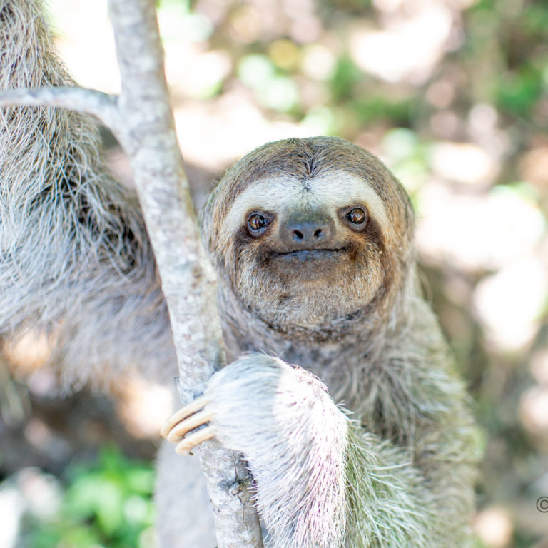 Esperanza the 3-fingered sloth