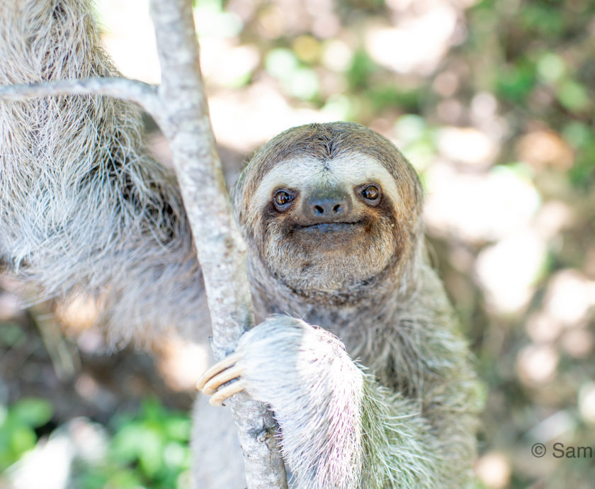 Esperanza the 3-fingered sloth