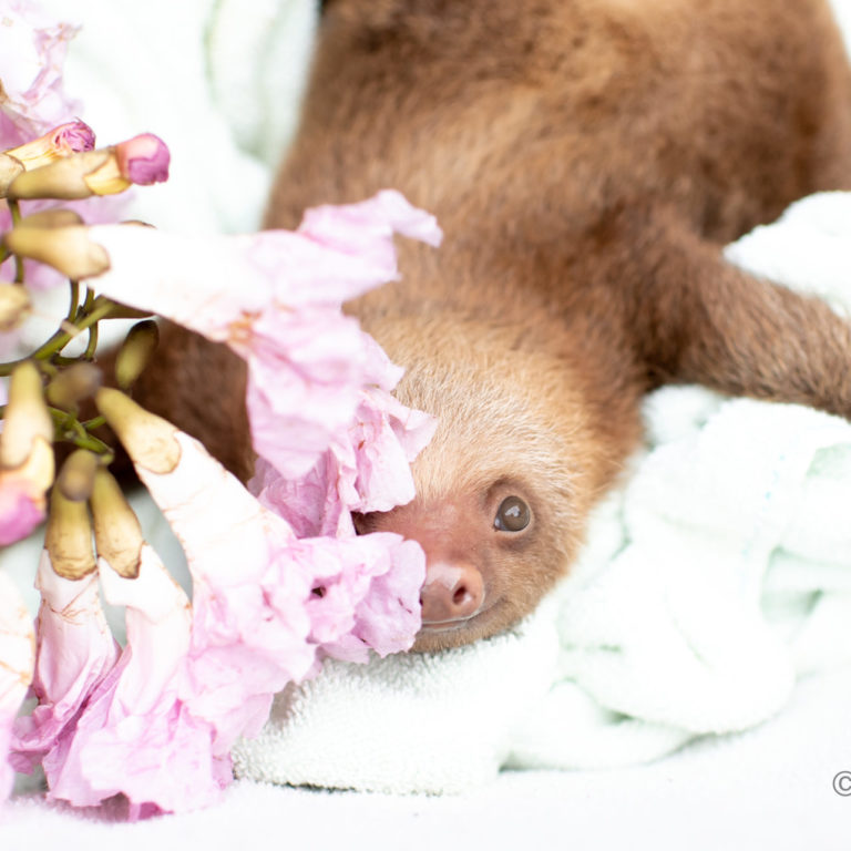 Lizzo with Pink Trumpet Flowers