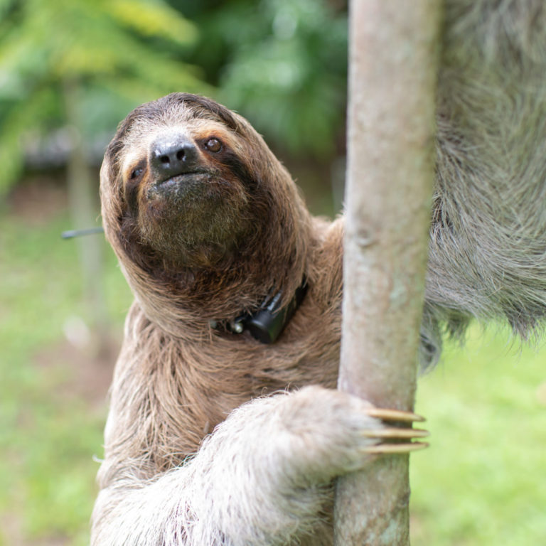 Merlin the sloth recovered thanks to Monster's WiSH Lab