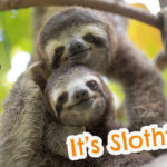 Finally, it's our favorite month... Slothtober!