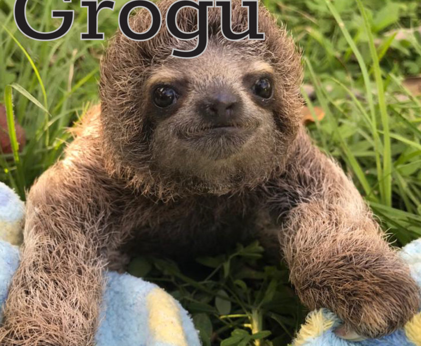 Grogu