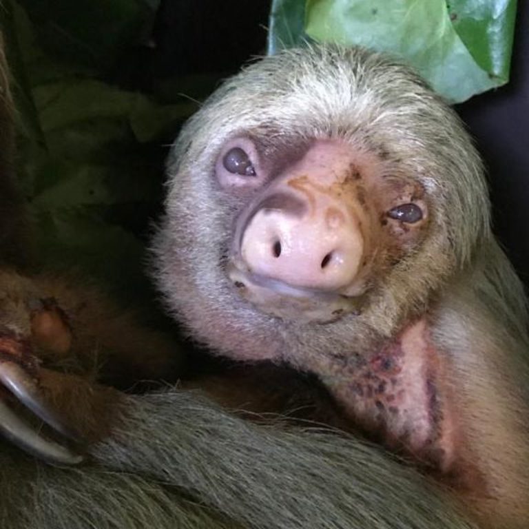 an electrocuted two-fingered sloth