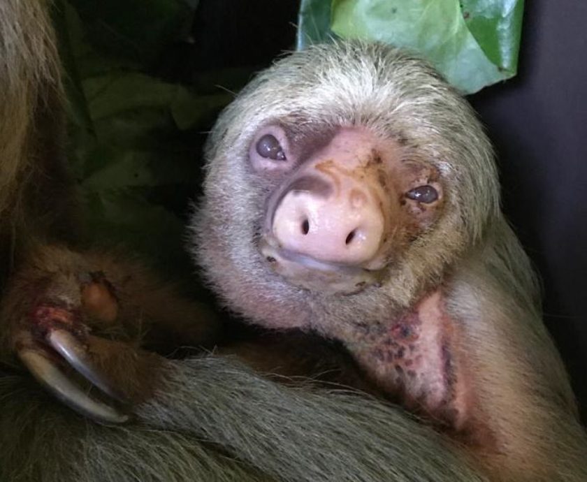 an electrocuted two-fingered sloth