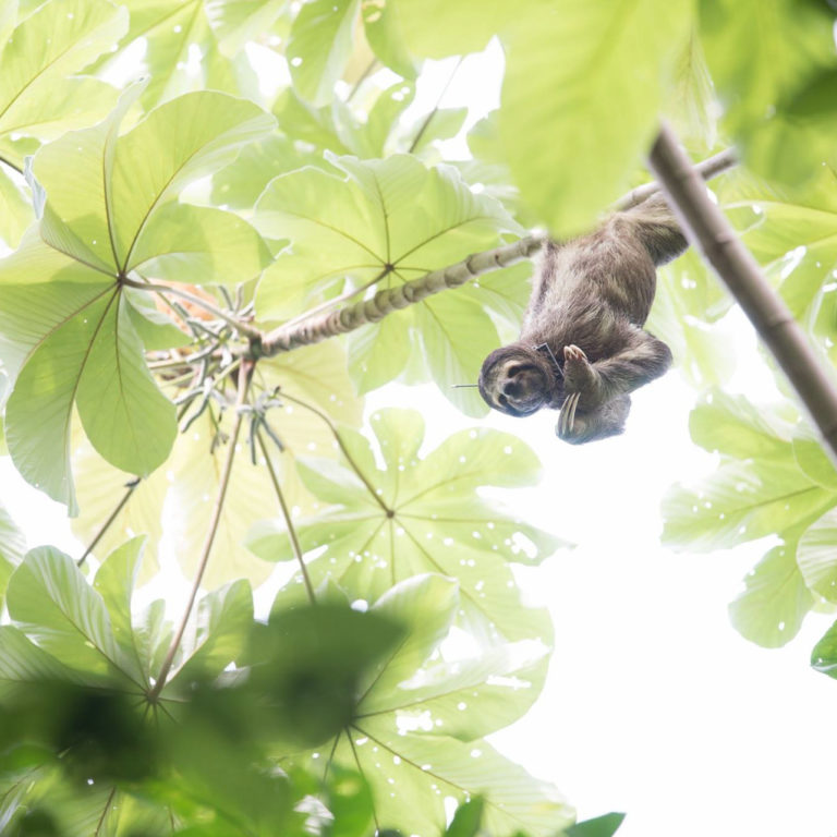 Monster the sloth in a guarumo scratching