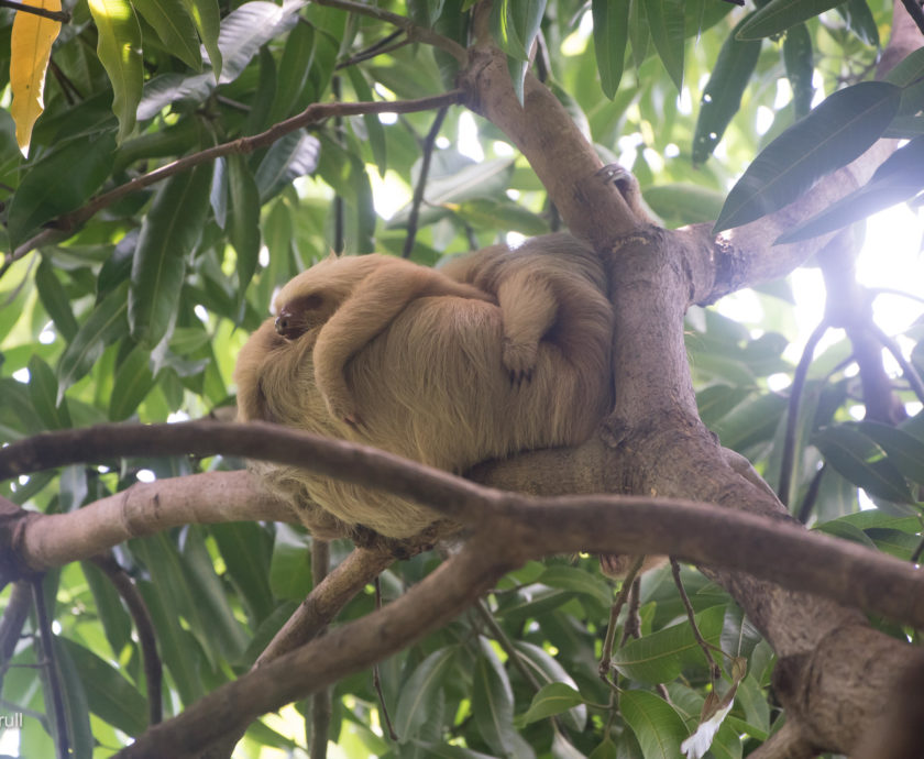 mom and baby two-fingered sloth resting