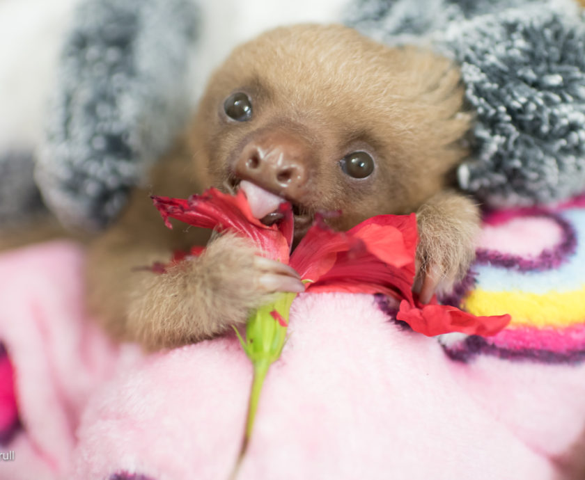 baby sloth eating a hibiscus flower