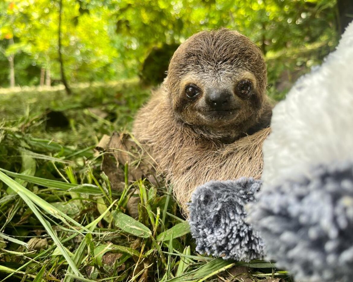 The Sloth Institute Costa Rica Three-Fingered baby Sloth Kamala