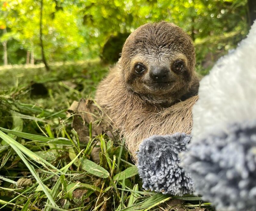 The Sloth Institute Costa Rica Three-Fingered baby Sloth Kamala