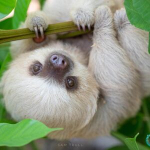 Taco the Sloth at The Sloth Institute