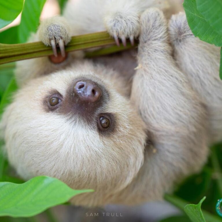 Taco the Sloth at The Sloth Institute