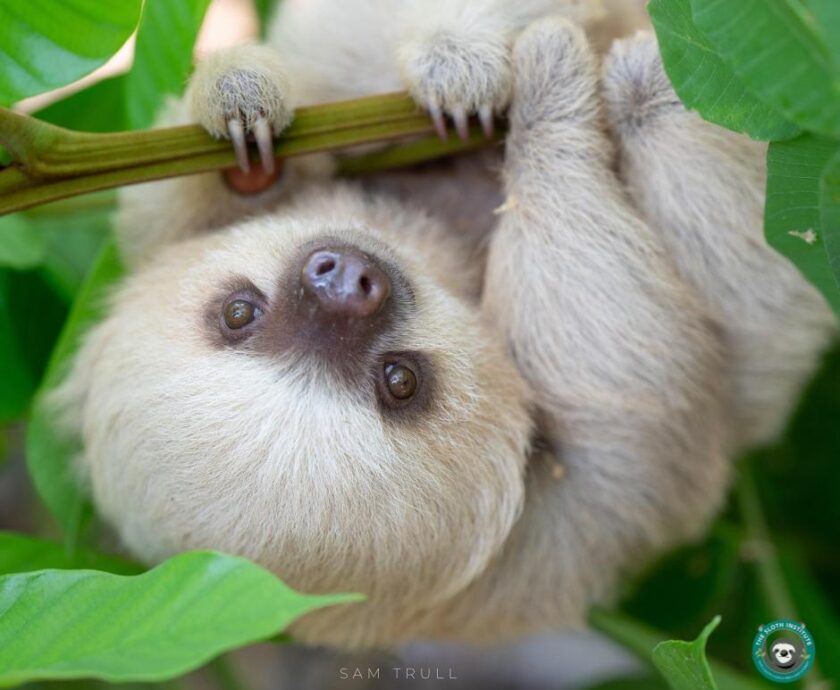 Taco the Sloth at The Sloth Institute